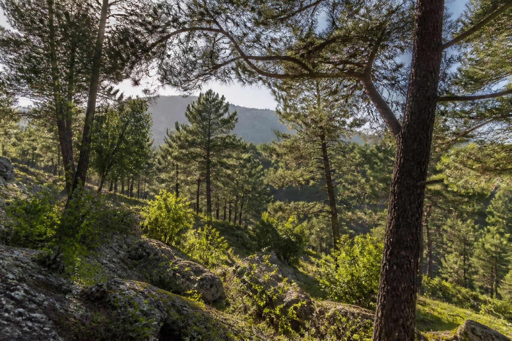 Mountain valley view in northern Jordan